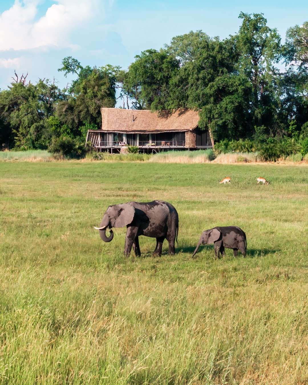 Botsuana - Foto: @wearewilderness